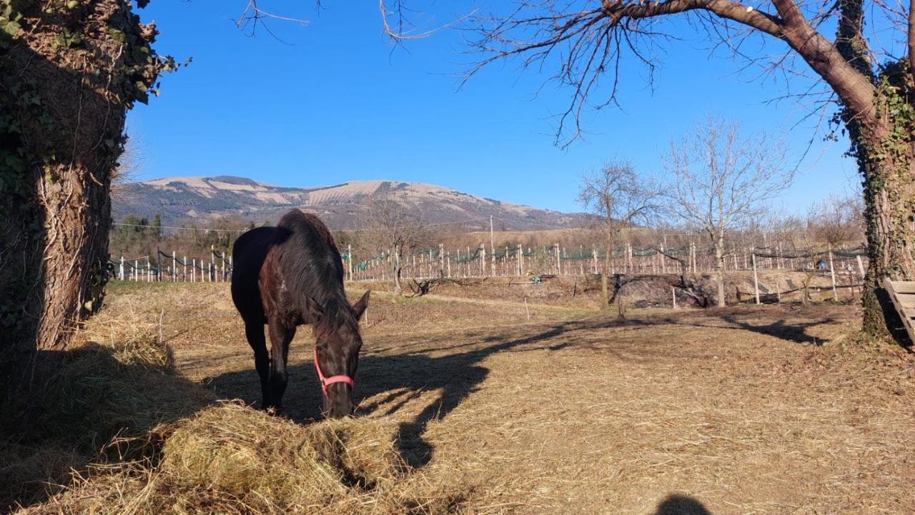 Вилла La Caneveta Al Piave Вальдоббьадене Экстерьер фото